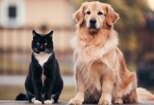 Корм для домашних животных начнут производить в городе Конаеве