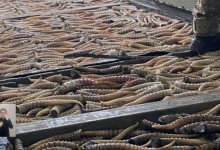 Более тысячи рогов сайги изъяли у браконьеров в Казахстане