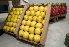 Завод по переработке фруктов и ягод запустили в Туркестанской области