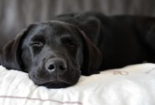 Мужчина сбросил щенка с пятого этажа в Усть-Каменогорске