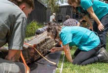 Самому грозному крокодилу Австралии сделали стоматологическую операцию