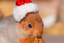 Никакого ИИ - белочка в новогоднем колпаке умилила Казнет