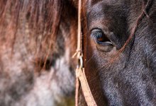 Исполнение мечты: юная наездница получила собственного коня в Павлодаре