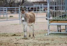 Владельца осла наказали в Астане (ВИДЕО)