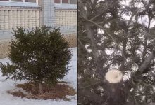 Неизвестные украли верхушку елки возле школы в Усть-Каменогорске