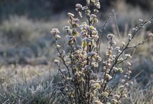Что приготовила погода жителям Шымкента в канун Рождества