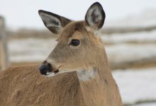 Косуль засняли в резервате "Ертіс орманы" (ВИДЕО)