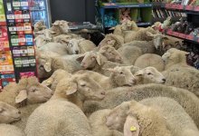 Стадо овец устроило незапланированный "шопинг" в супермаркете в Баварии
