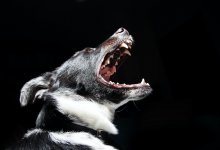 Бродячая собака напала на ребенка в Косшы