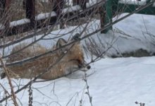 Лису заметили на территории Усть-Каменогорска
