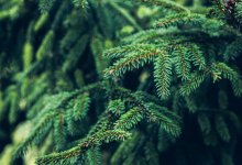 Алматинский зоопарк просит не выкидывать новогодние елки