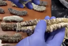 В ресторане гостям подавали уличных голубей вместо уток