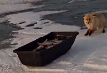 Лиса пыталась утащить повозку с рыбой под Астаной (ВИДЕО)