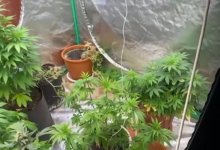 Сын выращивал коноплю в квартире пожилого отца в Карагандинской области (ВИДЕО)