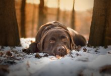 Мужчину, подозреваемого в жестоком обращении с собакой, избили в ВКО