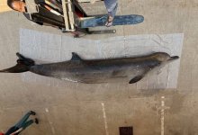 Редчайшее животное обнаружили в водах Таиланда