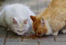 Могут ли оштрафовать казахстанцев за кормление бездомных животных и птиц