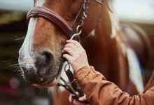Трос и спецоборудование понадобились для спасения лошади в Алматинской области (ВИДЕО)