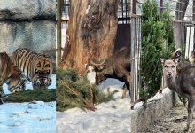 Алматинский зоопарк поблагодарил горожан за елки для животных (ВИДЕО)