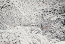 Алматы засыплет снегом