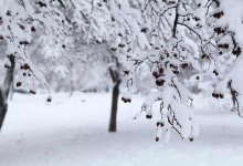 Снег и сильный ветер ожидаются в Шымкенте