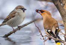 Алматинский фотограф показал редкие кадры пернатых, спустившихся из предгорий в город (ФОТО)