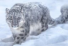 Снежный барс напал на туристку в Китае