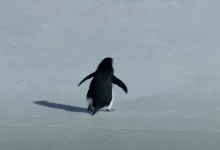 История пингвина завирусилась в Казнете (ВИДЕО)