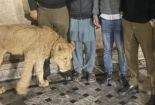 "Домашний" лев напал на ребенка в семье, где содержали хищника (ВИДЕО)