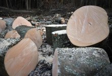 ОПГ вырубала лес в заповеднике Кызылординской области (ВИДЕО)