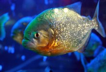 Не менее десяти отдыхавших на реке людей пострадали от укусов пираний