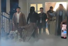 Тигр на сундет той всполошил Казнет (ВИДЕО)