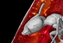 В янтаре Гете нашли муравья возрастом 40 миллионов лет