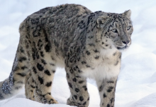 Алматинцы массово встречают в горах снежного барса (ВИДЕО)