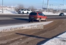 Астанчанин собаку привязал к авто и протащил ее по асфальту