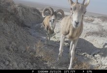 Обитатели природного парка "Кызылсай" попали в объективы фотоловушек