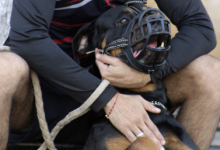 Мужчина ранил коллегу, стреляя по собакам в Акмолинской области