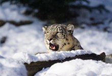 Ученые Казахстана трое суток спасали снежного барса от людей