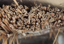 Поездка в Россию с адыраспаном может закончиться штрафом или лишением свободы