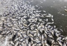 Массовая гибель рыбы произошла в Шымкенте (ВИДЕО)