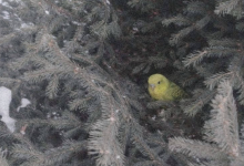 Попугай чудом выжил в 20-градусные морозы на улице в Усть-Каменогорске