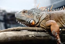 Игуанапад из-за резкого похолодания начался в США (ВИДЕО)