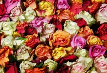 В Караганде при ввозе роз из Эквадора выявили опасного вредителя