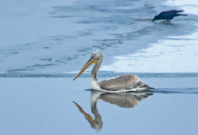 Пеликаны в Капшагае удивили Казнет (ВИДЕО)