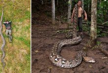 Самая длинная змея в мире обитает в Индонезии