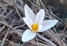 Первые подснежники зацвели на юге Казахстана