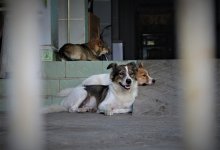 Аким Караганды предложил дарить госслужащим собак из приюта