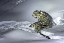 Стало известно, где сейчас алматинский барс, ставший звездой соцсетей
