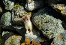 Еще один краснокнижный хищник попал в фотоловушку в Чарынском нацпарке (ВИДЕО)
