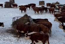 Зимовка с запасом прочности